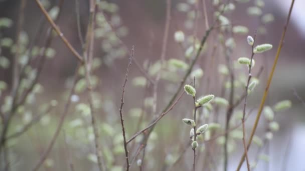 山の春の森の出芽木の枝 — ストック動画
