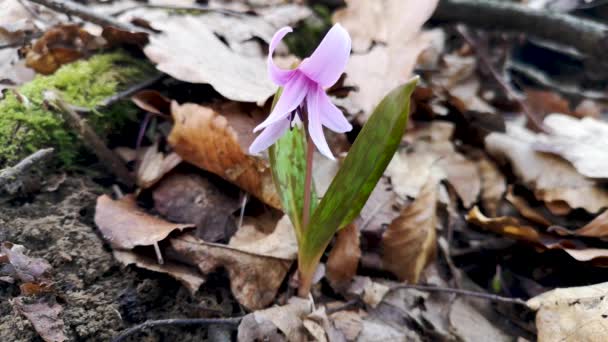 Flowering Rare Erythronium Spring — Stock Video