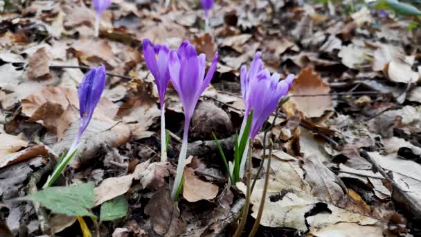 First Crocuses Spring Mountain Forest — Stock Video