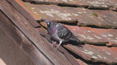 Seramikli çatıdaki genç şehir güvercini.