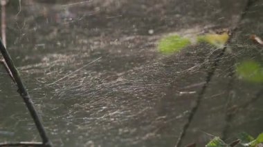 Örümcek doğal ortamında