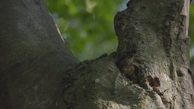 Yaban arıları yuvalarının yakınındaki bir ağaçta
