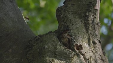 Yaban arıları yuvalarının yakınındaki bir ağaçta