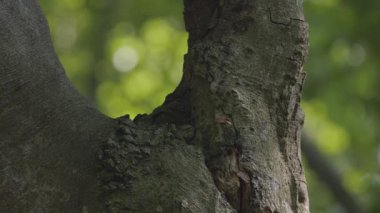 Yaban arıları yuvalarının yakınındaki bir ağaçta