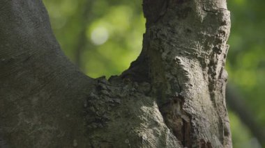 Yaban arıları yuvalarının yakınındaki bir ağaçta