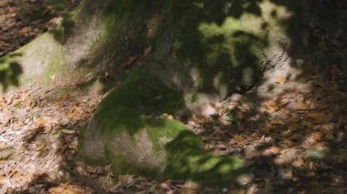 Dağdaki bir sonbahar ormanındaki dev bir meşe ağacının gövdesi.