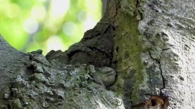 Yaban arıları yuvalarının yakınındaki bir ağaçta