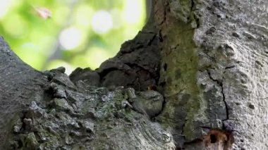 Yaban arıları yuvalarının yakınındaki bir ağaçta
