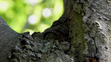 Yaban arıları yuvalarının yakınındaki bir ağaçta