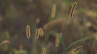 Sonbaharda vahşi bir arazide Setaria pumila