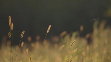 Sonbaharda vahşi bir arazide Setaria pumila