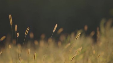 Sonbaharda vahşi bir arazide Setaria pumila