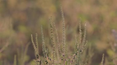 Ambrosia artemisiifolia rüzgarda sallanıyor