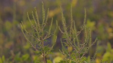 Ambrosia artemisiifolia rüzgarda sallanıyor