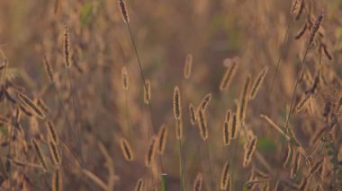 Sonbaharda vahşi bir arazide Setaria pumila