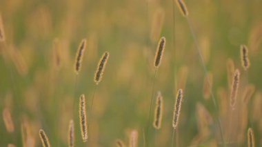 Sonbaharda vahşi bir arazide Setaria pumila