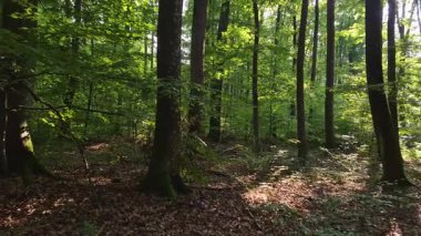 Dağ kayın ormanlarının sonbahar manzarası