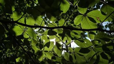 Dağ kayın ormanlarının sonbahar manzarası