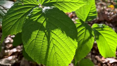 Güneşin altında yeni sulu böğürtlen yaprakları