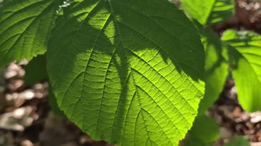 Güneşin altında yeni sulu böğürtlen yaprakları