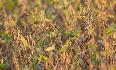 Dağlık arazide soya fasulyesi tarlası