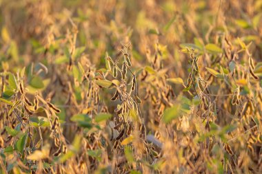 Dağlık arazide soya fasulyesi tarlası