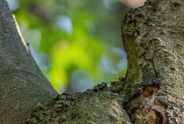 Yaban arıları yuvalarının yakınındaki bir ağaçta