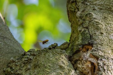 Yaban arıları yuvalarının yakınındaki bir ağaçta