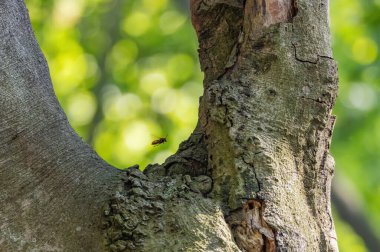 Yaban arıları yuvalarının yakınındaki bir ağaçta