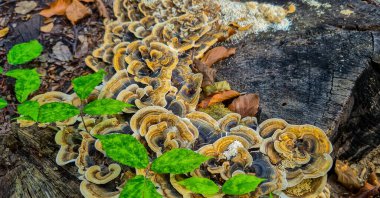 Mantar Trametes ormandaki bir kütük üzerinde versicolor