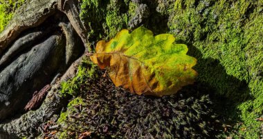 Devasa bir meşe ağacının düşmüş yaprağı.