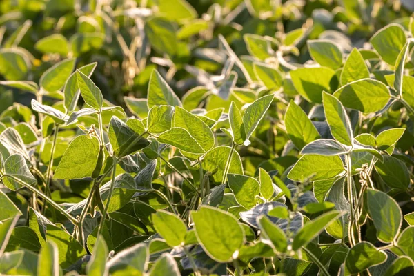 Dağlık arazide soya fasulyesi tarlası