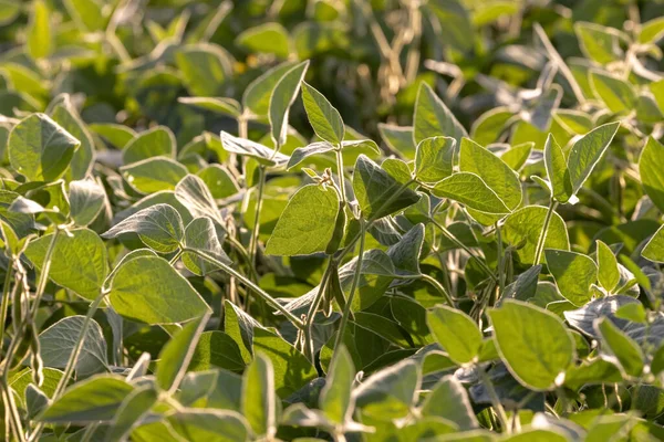 Dağlık arazide soya fasulyesi tarlası