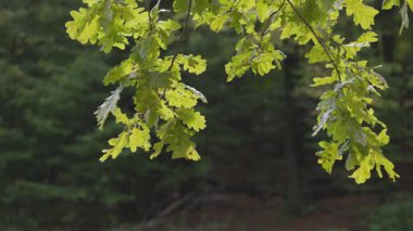 Rüzgarda savrulan dev bir meşe ağacının dalı.