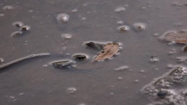 Gölde küçük bir su yılanı