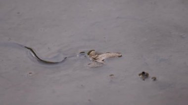 Gölde küçük bir su yılanı