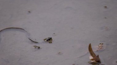 Gölde küçük bir su yılanı