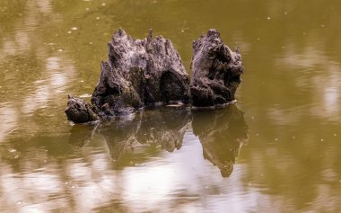 Orman gölündeki yaşlı kütük.