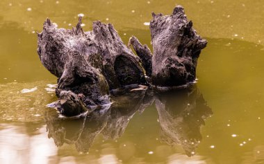 Orman gölündeki yaşlı kütük.