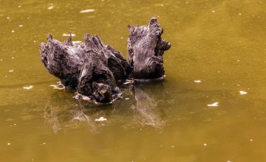 Orman gölündeki yaşlı kütük.