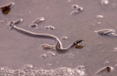 Gölde küçük bir su yılanı