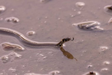 Gölde küçük bir su yılanı