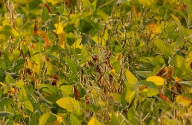 Dağlık arazide soya fasulyesi tarlası