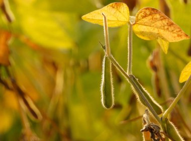 Dağlık arazide soya fasulyesi tarlası