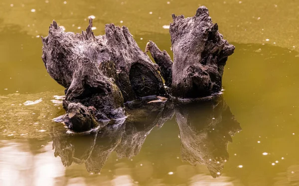 Orman gölündeki yaşlı kütük.