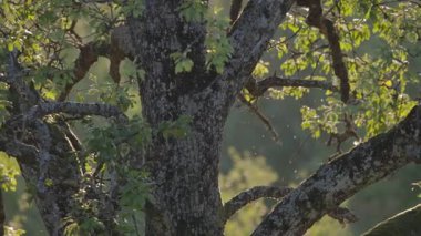 Gün batımında dağlarda kocaman yaşlı bir ağaç