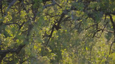 Gün batımında dağlarda kocaman yaşlı bir ağaç