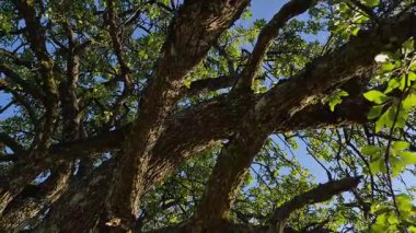 Gün batımında dağlarda kocaman yaşlı bir ağaç