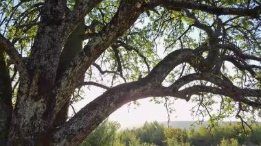 Gün batımında dağlarda kocaman yaşlı bir ağaç