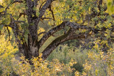 Gün batımında dağlarda kocaman yaşlı bir ağaç